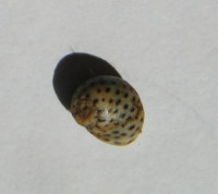 Littorina mespillum , (Mühlfeld, 1824)